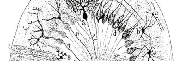 Arin Bhattacharjee banner