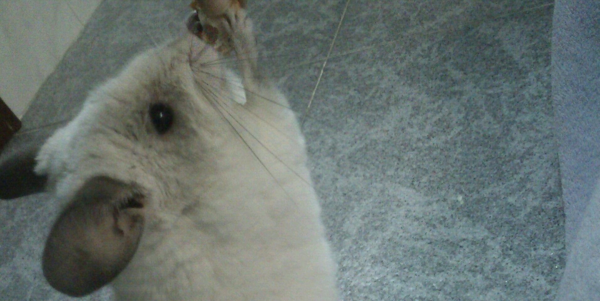 80Evopinxi's profile banner image