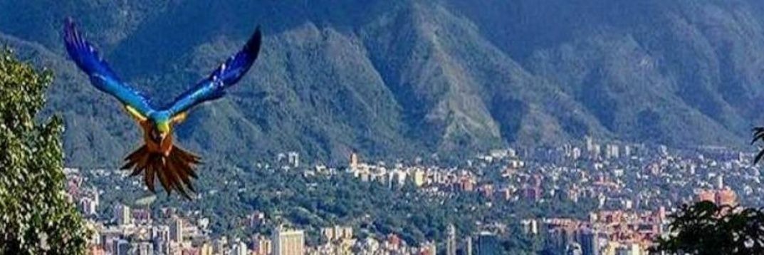 Luis A. Pacheco banner