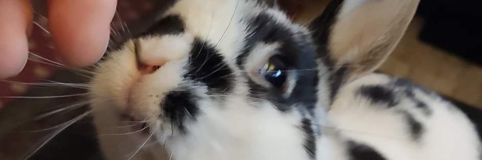meehwhatever's profile banner image