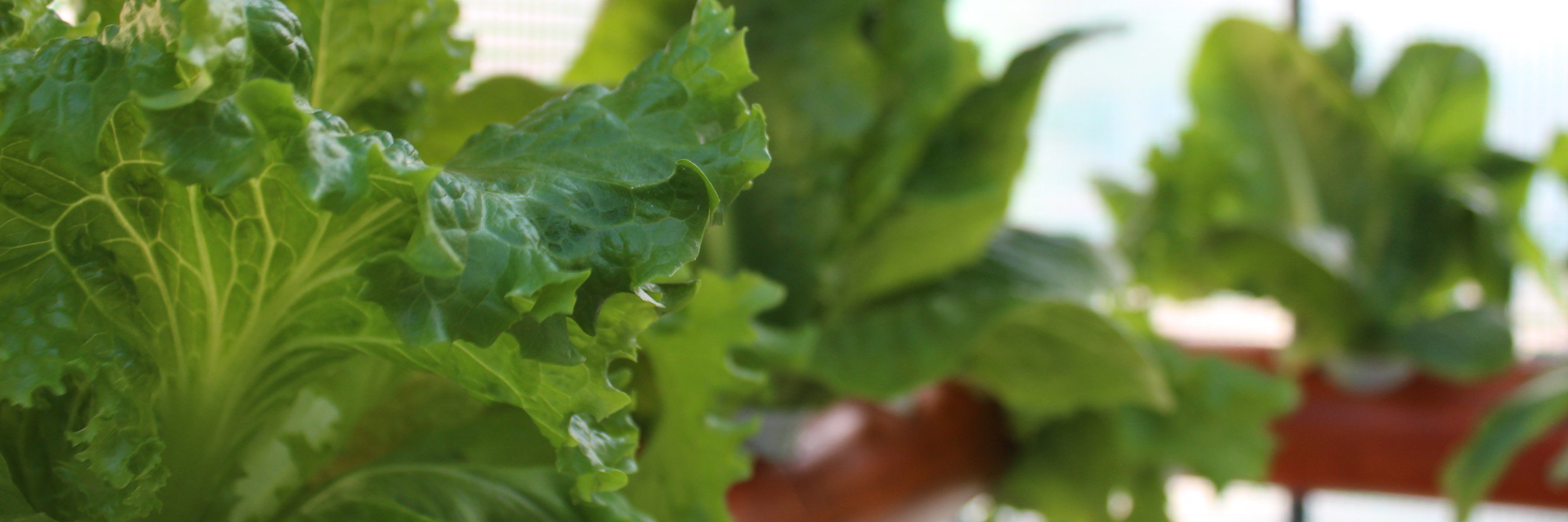 Uhydroponics's profile banner image