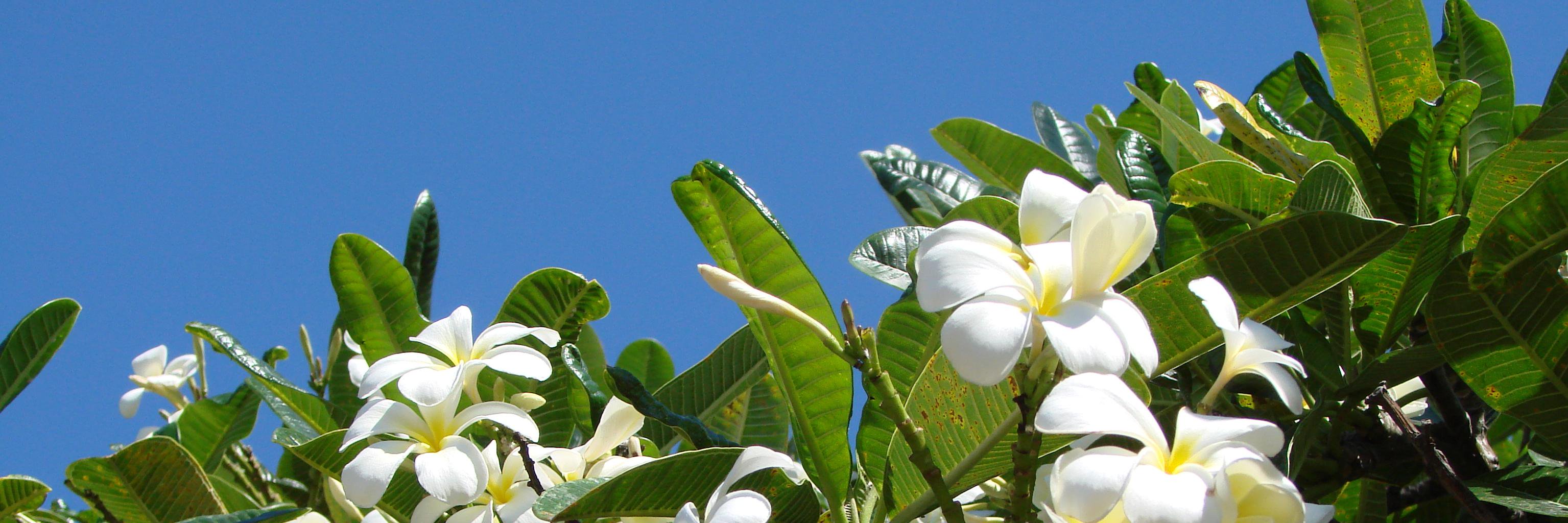 HawaiiEnviroCalendar banner
