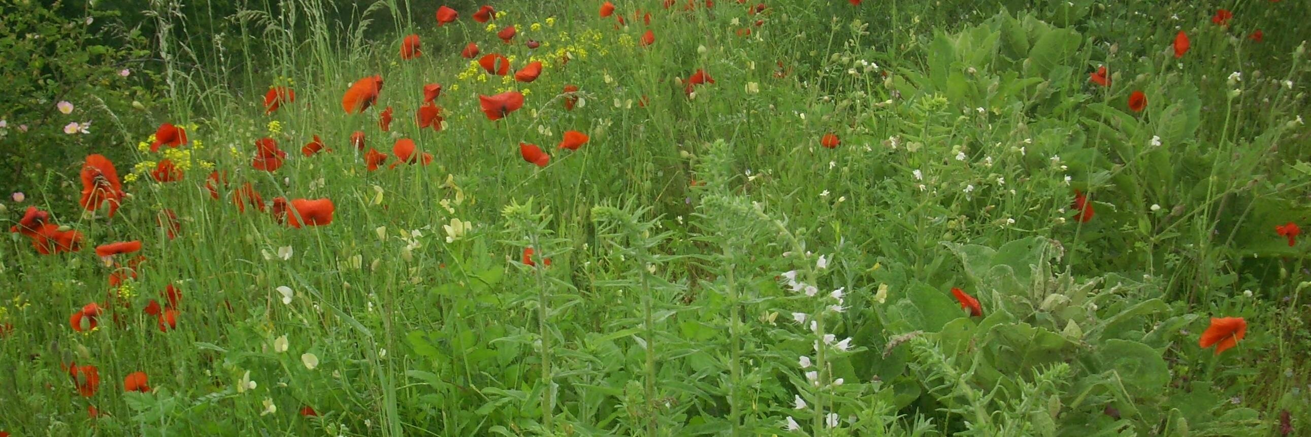Neda Jerković banner