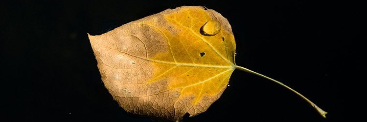 therealndjira's profile banner image