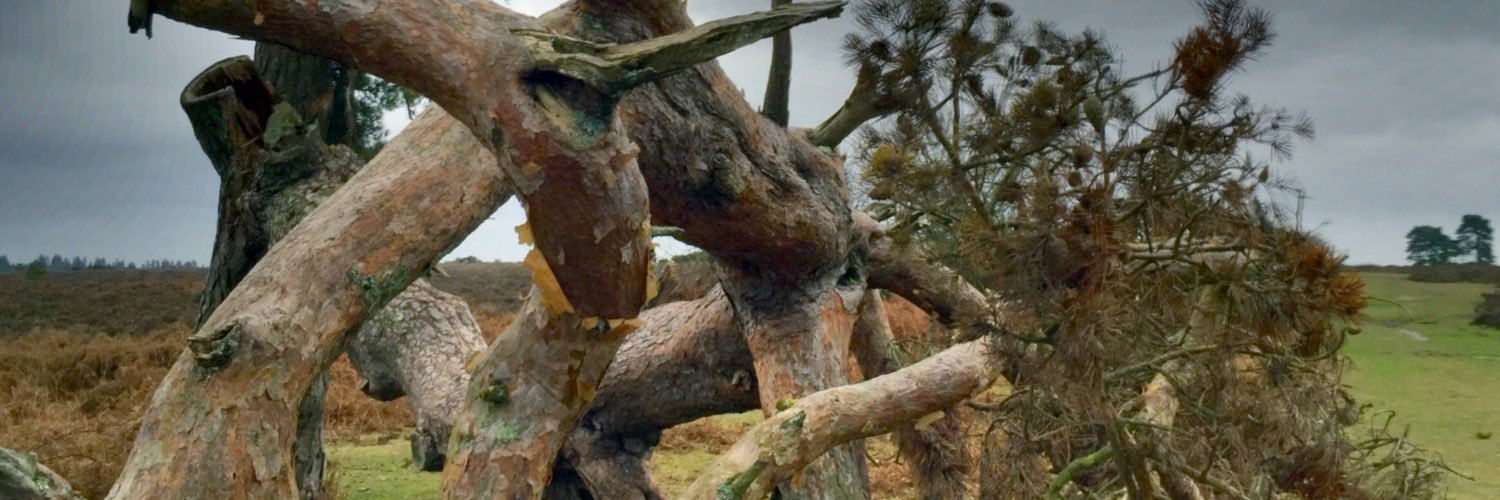 New Forest Tourist banner