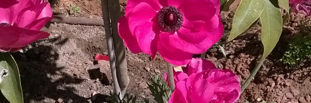 omar_shafi's profile banner image