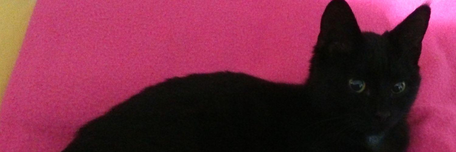 DesperateMary's profile banner image