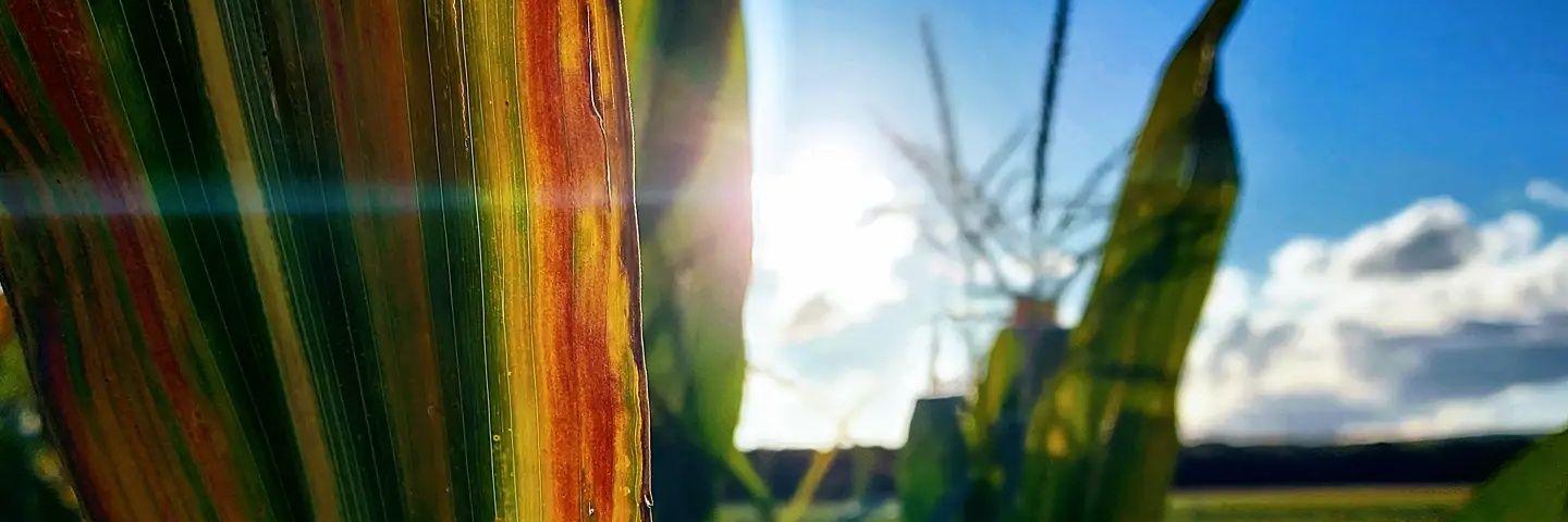 EinigriVLps's profile banner image