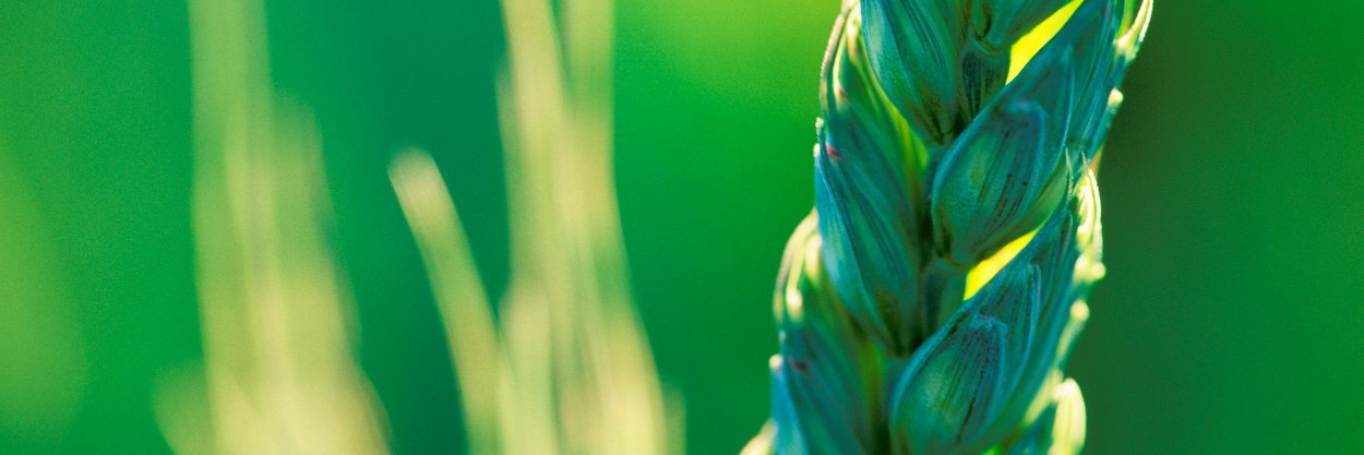 Agrifocus's profile banner image