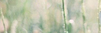 guglielmina s banner