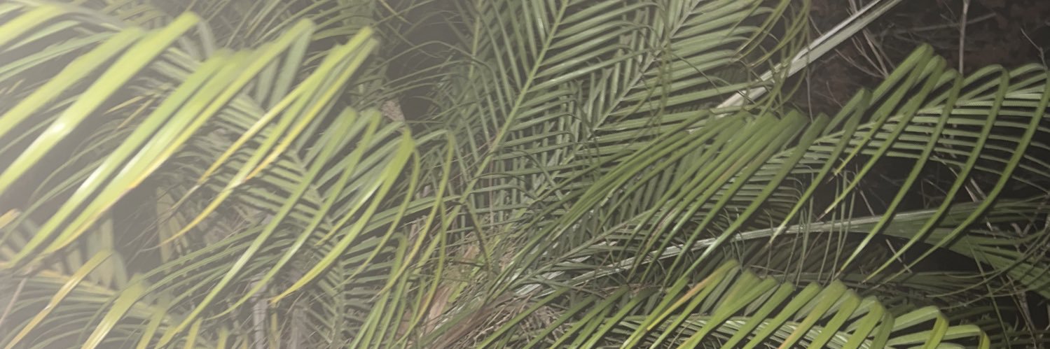 Rabiden's profile banner image