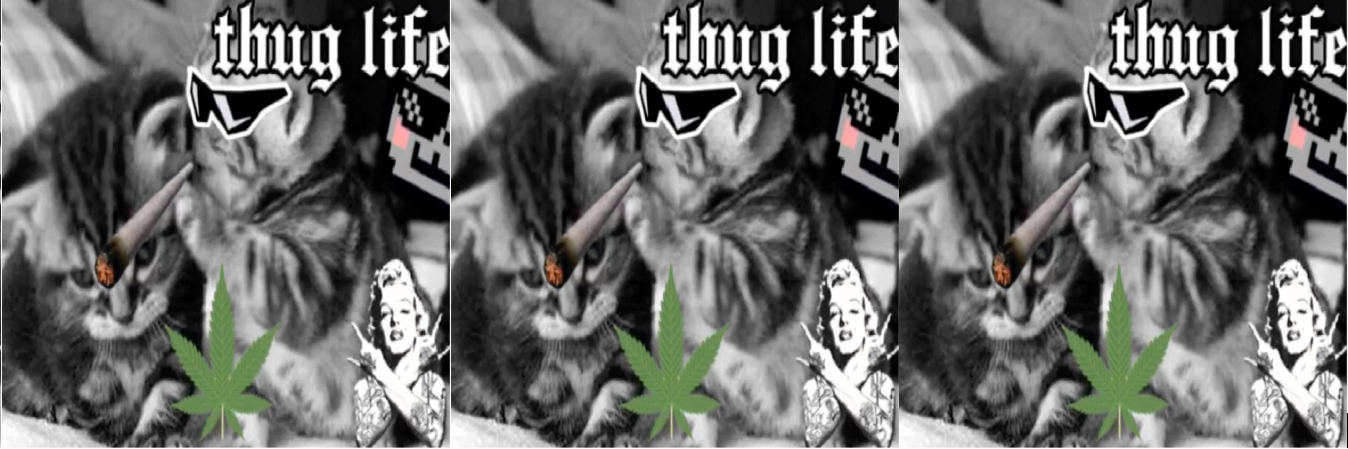RealGossipCat's profile banner image