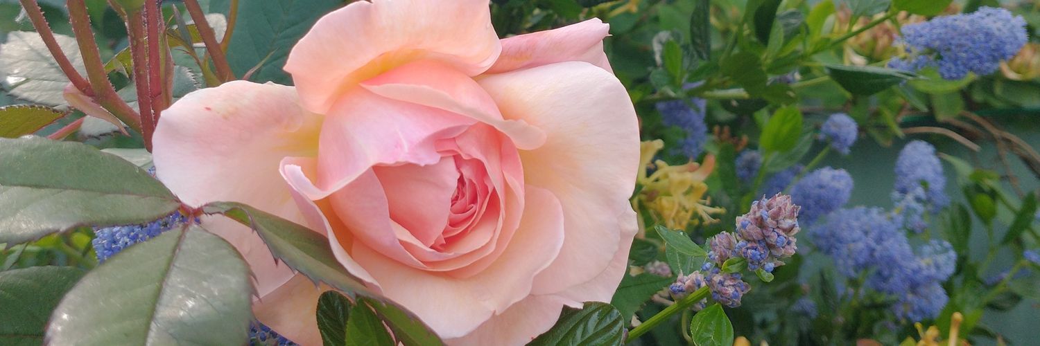 amsammells's profile banner image