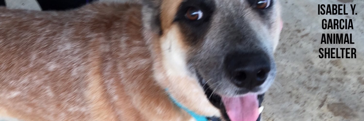 iygas_pitx's profile banner image