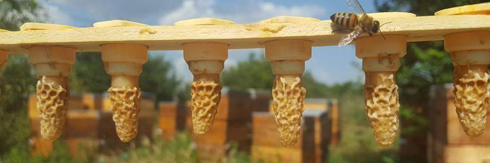 apis_donau's profile banner image