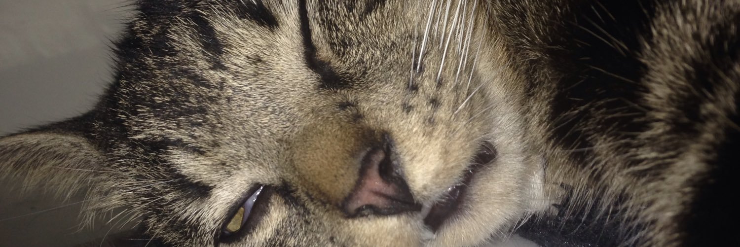 ShittyLittle's profile banner image