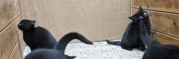 AndrewLBlair Profile Banner