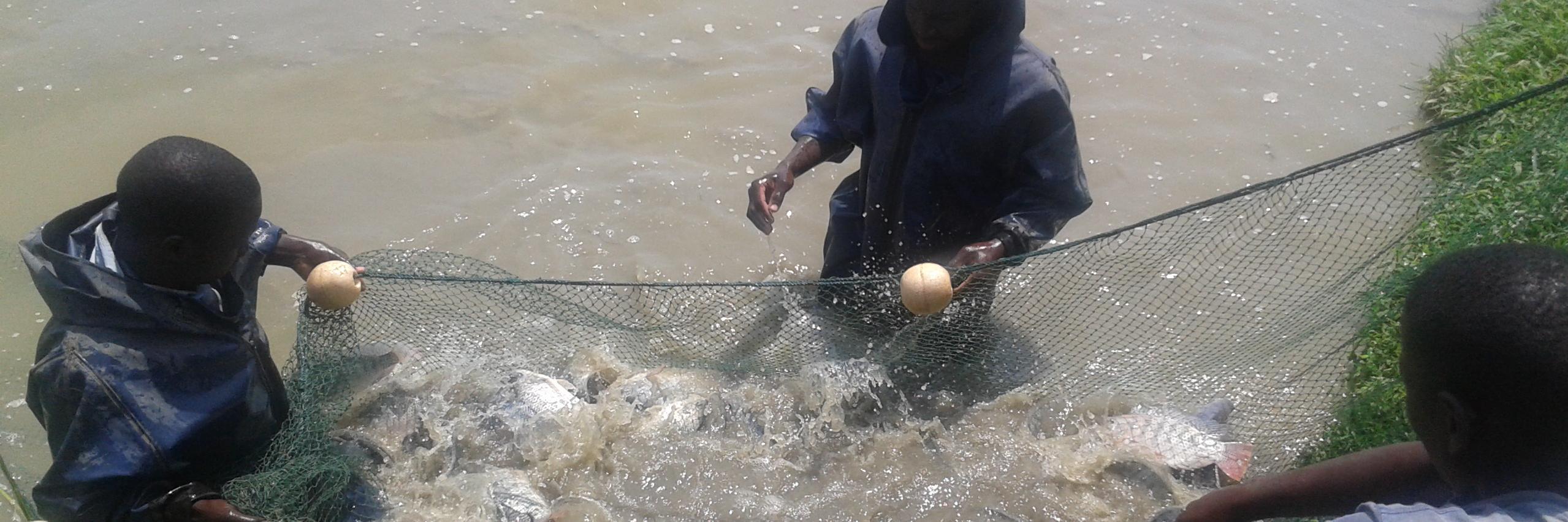 Harrison Charo banner