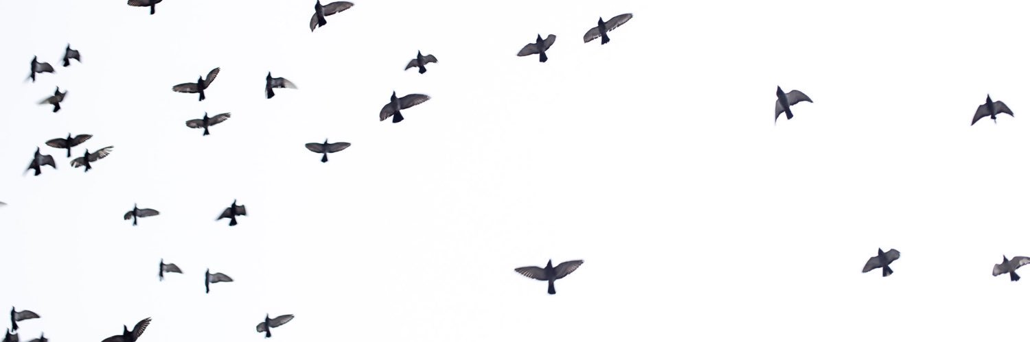 Reem🔗 banner