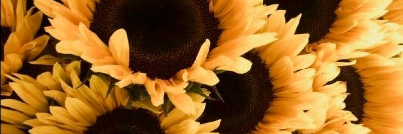 EllieJostworth's profile banner image