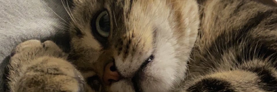 alypolet's profile banner image