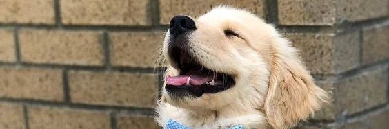 Hagrid_Dobby's profile banner image