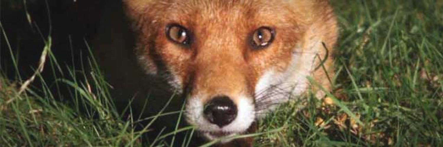 TorringtonJulia's profile banner image