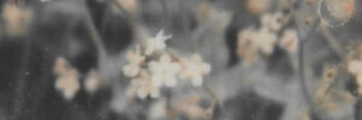 WinterPergi's profile banner image