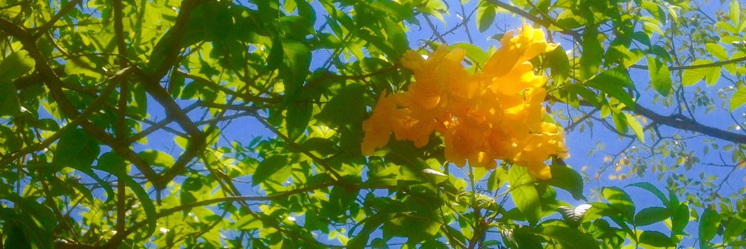 elisinhamattos's profile banner image