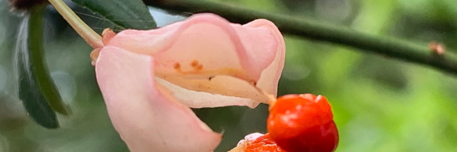 PtiteGuerriere's profile banner image