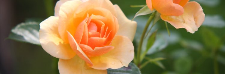 Molly_Hassell's profile banner image