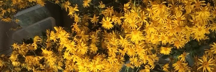 NicoleLynnJen's profile banner image