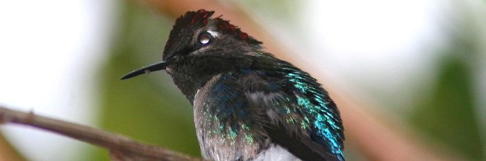 SmolHummingBird's profile banner image