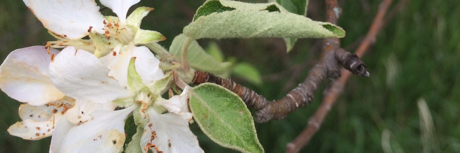 bigbellyciders's profile banner image
