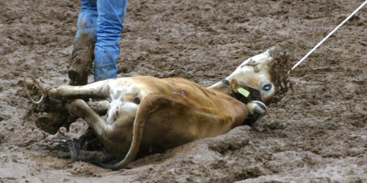 cbccalgstampede's profile banner image