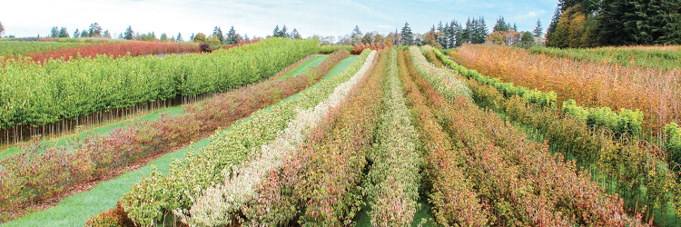 Digger Magazine banner