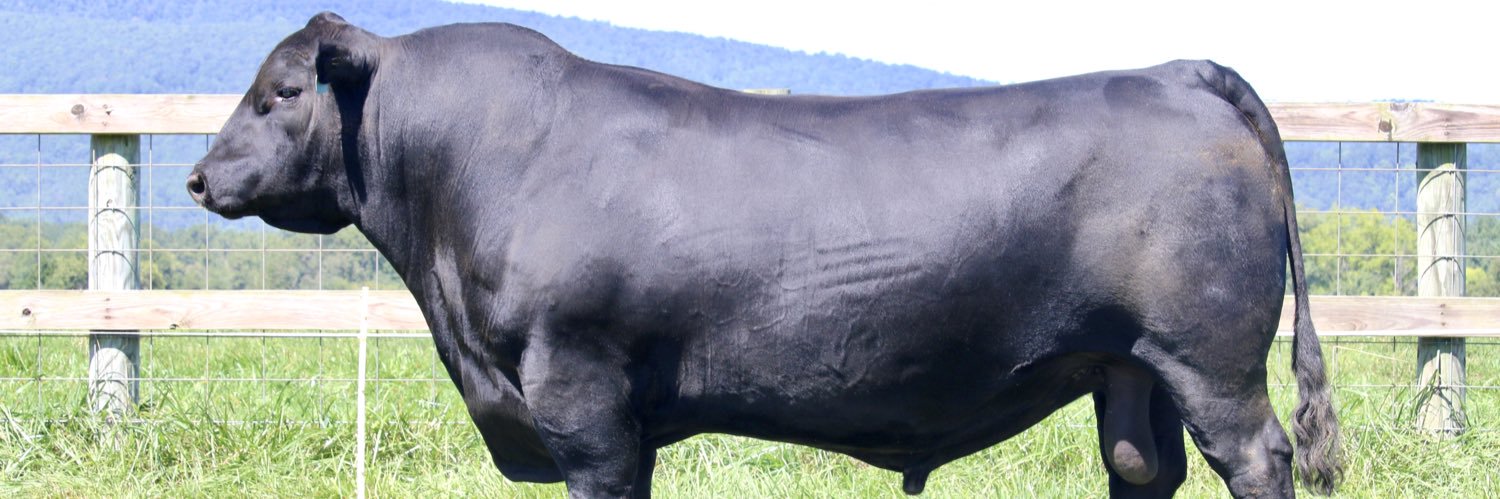 Ginger Hill Angus banner