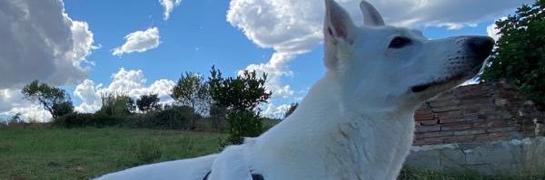 Pitu banner