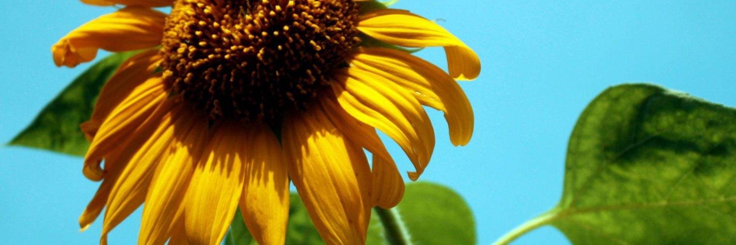 shiraume0905's profile banner image