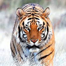 HAPPYLITTLEBOY banner