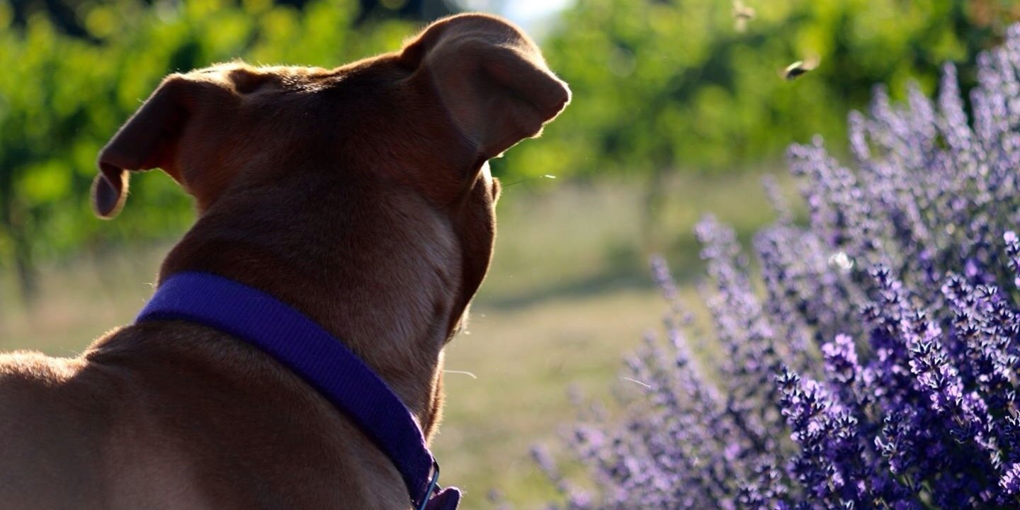 Ailiah's profile banner image