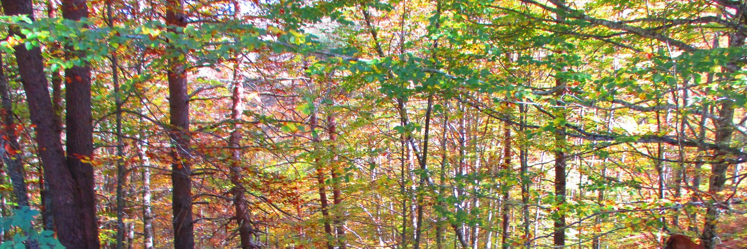 QuercusMadrid's profile banner image