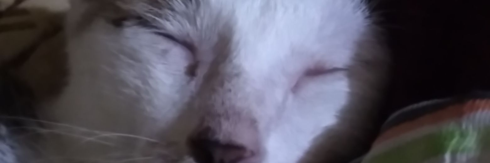 MyNameIsMinow's profile banner image