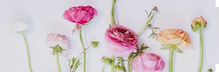 LeahBeckman's profile banner image