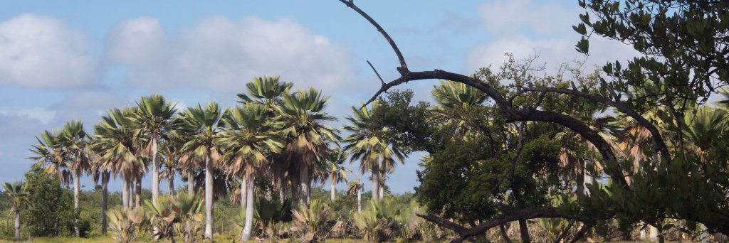 DavidCymopterus's profile banner image