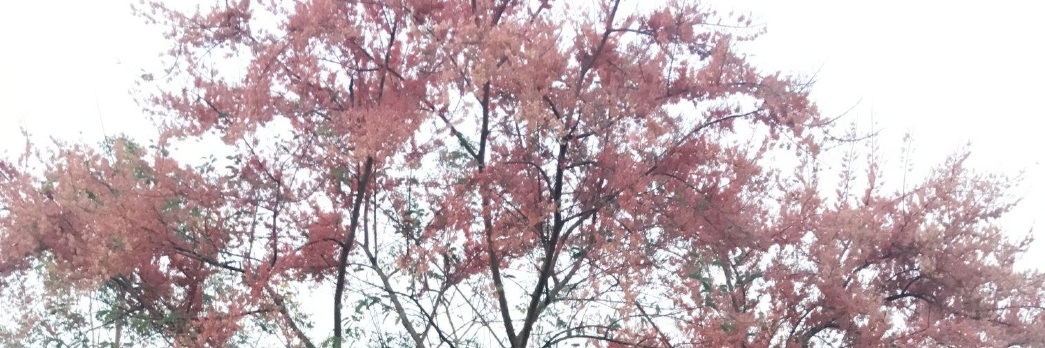 NooCream34's profile banner image