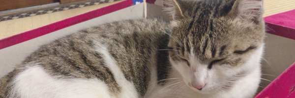 0315_osami Profile Banner