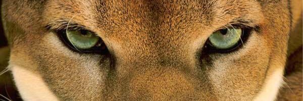 pa_albertini's profile banner image