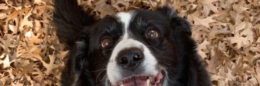 Jdupyah's profile banner image