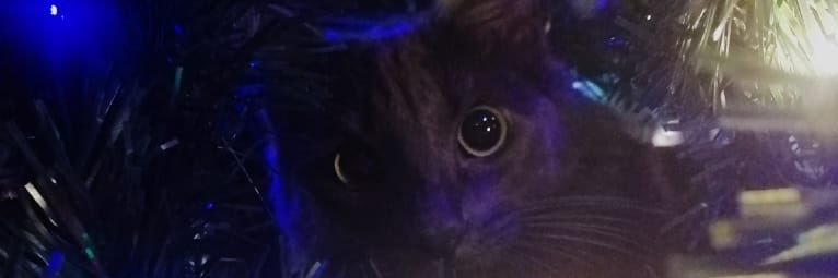 VicRoguz's profile banner image